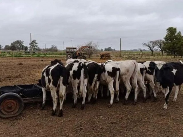 Encontraron las vacas que haban desaparecido en Bolvar